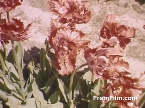 The still features vibrant, lush pink tulips captured in post-war Kodachrome, showcasing their intricate petals and healthy greens. This picturesque scene evokes the beauty of Holland, Michigan, before the formal establishment of its Tulip Time Festival. The color richness and clarity highlight the charm of early home movies, celebrating the floral heritage of the region.