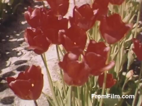 This 16mm still from 'The Tulip Film' captures vibrant red tulips swaying gently in a garden. The footage, taken in Holland, Michigan during 1948-1950, showcases beautiful post-war Kodachrome colors, emphasizing the delicate petals and lush greenery. This glimpse predates the famous Tulip Time Festival, highlighting the area's floral beauty and charm. Perfect for flower enthusiasts.