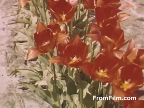 This 16mm still from 'The Tulip Film' captures vibrant red tulips against a backdrop of green foliage, showcasing post-war Kodachrome's rich color. The footage, taken in Holland, Michigan, highlights the beauty of tulips before the establishment of the Tulip Time Festival, making it a nostalgic glimpse into floral cultivation in the late 1940s. Perfect for flower enthusiasts, it emphasizes the charm of this scenic locale.