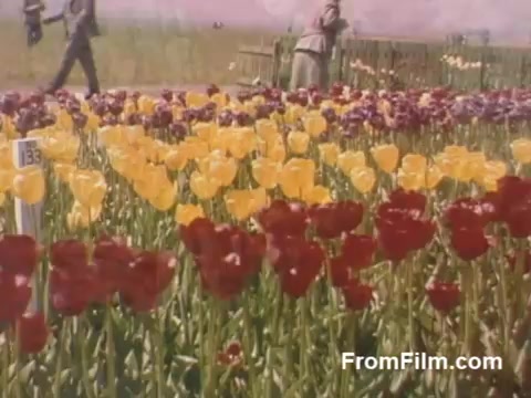 The still from 'The Tulip Film' features vibrant post-war Kodachrome footage capturing a field of blooming tulips in Holland, Michigan, before the inception of the Tulip Time Festival. It showcases an array of colors, including rich reds, yellows, and purples, set against a serene background. The scene also includes people walking through the field, adding a sense of life and nostalgia to the picturesque floral landscape.