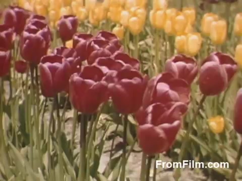 The still from 'The Tulip Film' showcases vibrant tulip fields in full bloom, featuring a striking contrast between deep red and bright yellow flowers. This post-war Kodachrome footage captures a serene and colorful display of tulips in Holland, Michigan, before the establishment of the Tulip Time Festival. The rich colors and lush greenery highlight the beauty of springtime floral scenes. Perfect for enthusiasts of flowers and historical home movies.