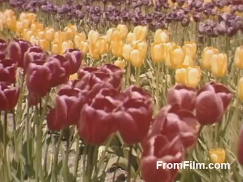 This 16mm still from 'The Tulip Film' showcases vibrant, post-war Kodachrome footage of blooming tulips in Holland, Michigan. The scene features a lush array of deep red and sunny yellow tulips, beautifully capturing the essence of spring before the inception of the famed Tulip Time Festival. It's a delightful glimpse into a floral paradise for enthusiasts of flowers.