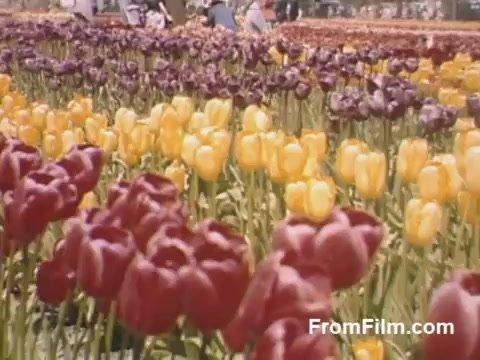 The still from 'The Tulip Film' showcases vibrant, post-war Kodachrome footage of a tulip field in Holland, Michigan. Rows of tulips in rich shades of red and yellow stretch across the frame, capturing the beauty and variety of blossoms before the Tulip Time Festival was officially established. The scene evokes a sense of nostalgia and the joyful spirit of spring, set against the backdrop of a blossoming community.