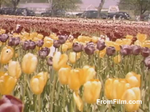 The still from 'The Tulip Film' showcases a vibrant field of tulips in Holland, Michigan, captured in beautiful post-war Kodachrome. The bright yellow and rich purple blooms create a striking contrast against the backdrop of classic cars and trees, embodying the serene beauty of the landscape. This footage, dating back to 1948-1950, offers a nostalgic glimpse into the floral richness of the area, predating the famous Tulip Time Festival. It's a delight for flower enthusiasts and a testament to a simpler time.