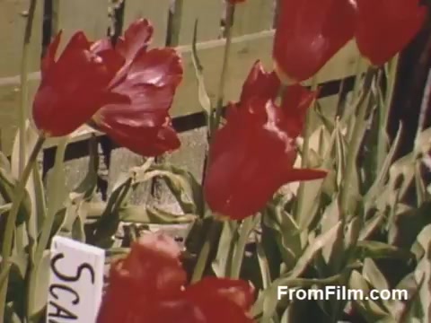 The still from 'The Tulip Film' showcases vibrant red tulips in full bloom, captured in rich post-war Kodachrome colors. A labeled sign reading 'Scarlet' highlights the variety. This footage, originating from Holland, Michigan, offers a nostalgic glimpse into the beauty of tulips before the establishment of the Tulip Time Festival. The scene radiates the essence of floral celebration during a significant era.
