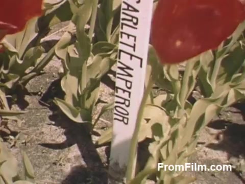 This 16mm still from 'The Tulip Film' features vibrant post-war Kodachrome footage showcasing tulips, specifically a variety labeled 'Scarlet Emperor.' The image captures the rich colors and texture of the flowers, set against their green foliage, creating a picturesque scene from Holland, Michigan, before the Tulip Time Festival was established. Perfect for flower enthusiasts, it highlights the beauty of tulips in their natural setting.