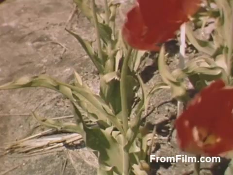 This 16mm still from 'The Tulip Film' captures vibrant post-war Kodachrome footage of tulips in Holland, Michigan, prior to the Tulip Time Festival. The close-up view emphasizes the rich colors and lush green foliage of the tulips, showcasing the beauty of flowers in this historical context. It's a charming glimpse into the floral heritage of the region.