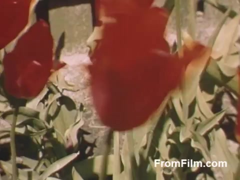 The still from 'The Tulip Film' features vibrant Kodachrome footage showcasing lush red tulips in a garden setting. The film, capturing scenes from Holland, Michigan before the Tulip Time Festival, reflects the beauty of post-war America. The vivid colors and natural scenery highlight the charm of the flowers, making it a delightful glimpse into the era. Ideal for lovers of tulips and floral visuals.