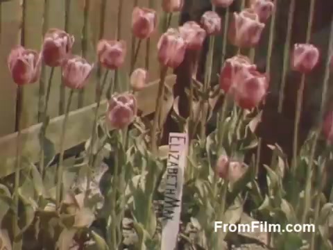 The still from 'The Tulip Film' features vibrant post-war Kodachrome footage showcasing a garden of pink tulips, with one specifically labeled 'Elizabeth Mann.' This scene highlights the beauty of tulips in Holland, Michigan, before the establishment of the Tulip Time Festival, capturing the essence of the area's floral charm. The vivid colors and nostalgic ambiance reflect a serene moment in nature.