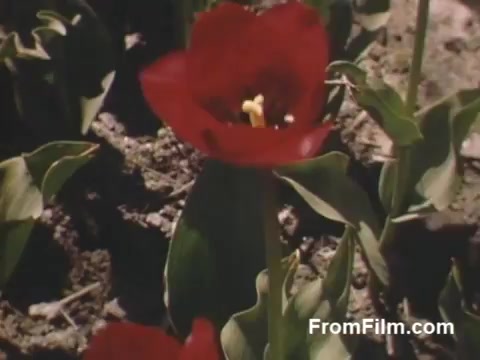 This still from 'The Tulip Film' features vibrant Kodachrome footage showcasing a striking red tulip blooming in a garden setting. The imagery captures the beauty of tulips, reflecting the post-war era's vivid color palette. Set in Holland, Michigan, the scene predates the famous Tulip Time Festival, highlighting an earlier celebration of floral beauty. Perfect for flower enthusiasts, it encapsulates the essence of springtime vitality and the charm of home movies from 1948-1950.