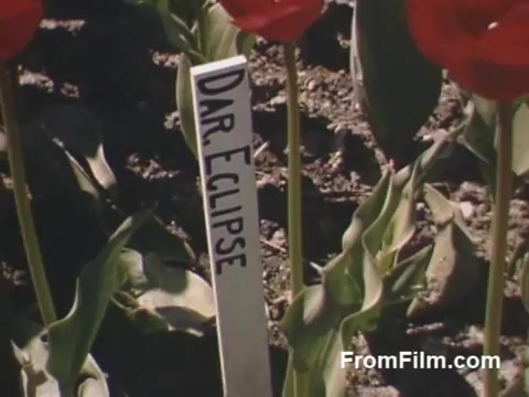 This 16mm still from 'The Tulip Film' features vibrant post-war Kodachrome footage of tulips in Holland, Michigan, showcasing a single flower labeled 'Dar Eclipse.' The image captures the beauty of tulip cultivation prior to the Tulip Time Festival, highlighting the region's floral heritage. The rich colors and details reflect the charm of mid-20th century home movies. Perfect for flower enthusiasts!