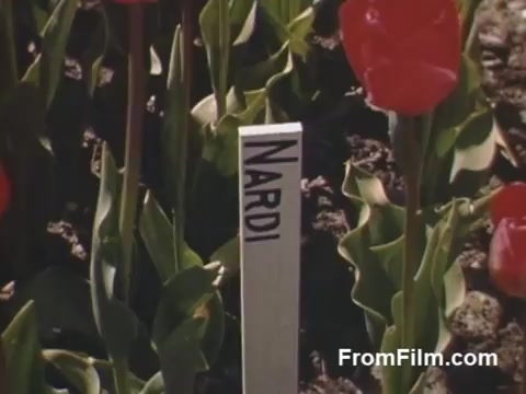 This 16mm still from 'The Tulip Film' showcases vibrant, post-war Kodachrome footage of tulip gardens, featuring a close-up of a labeling stake reading 'NARDI' amidst blooming tulips. It captures a moment before the Tulip Time Festival in Holland, Michigan, highlighting the beauty of flowers and the early preparations for what would become a celebrated event. The vivid colors and clarity reflect the era's charm and the joy of springtime blossoms.