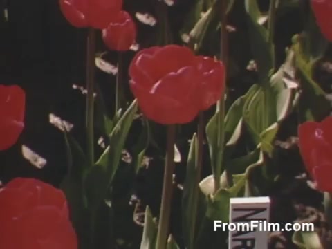 The 16mm still from 'The Tulip Film' showcases vibrant red tulips in a picturesque garden setting. The footage, captured in post-war Kodachrome, highlights the beauty of tulips with lush green leaves surrounding them. This scene is notable as it predates Holland, Michigan's famous Tulip Time Festival, offering a glimpse into a floral heritage that would later flourish. The overall composition exudes a sense of tranquility and celebration of nature.