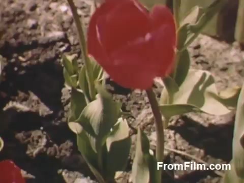 The still from 'The Tulip Film' showcases vibrant, post-war Kodachrome footage of tulips, specifically featuring striking red blooms amidst lush green foliage. Captured in Holland, Michigan, the imagery predates the famous Tulip Time Festival, highlighting the area's early appreciation for these flowers. The rich colors and textures emphasize the beauty of the blooming tulips, making it a delightful glimpse into the past for flower enthusiasts.