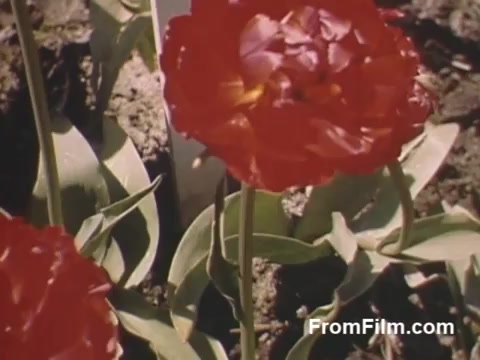 The still features vibrant red tulips captured in lush post-war Kodachrome detail from home movies taken between 1948-1950. Set in Holland, Michigan, the image showcases the natural beauty of flowers in the area before the establishment of the Tulip Time Festival. The focus on blooming tulips reflects a celebration of spring and renewal.