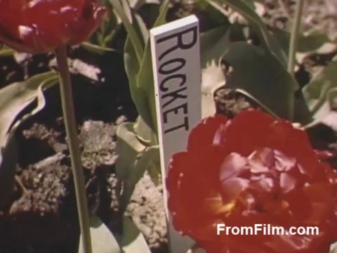 The still from 'The Tulip Film' showcases vibrant post-war Kodachrome footage featuring a close-up of a red tulip labeled 'ROCKET.' This scene captures the early beauty of tulip blooms in Holland, Michigan, prior to the establishment of the Tulip Time Festival, highlighting the region's floral heritage. The rich colors and clarity of the film vividly represent the charm of spring flowers.