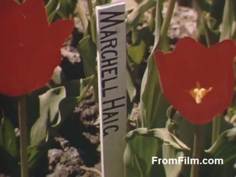 The still from 'The Tulip Film' showcases vibrant post-war Kodachrome footage, highlighting the beauty of tulips in Holland, Michigan—before the Tulip Time Festival was officially established. The image features striking red tulips alongside a label marked 'Marchell Haig,' emphasizing the care and cultivation of these flowers in a picturesque setting. The colorful scene reflects both the natural beauty of the blooms and the charm of the era.