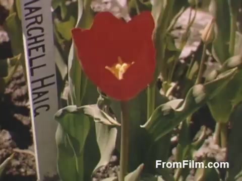 This 16mm still from 'The Tulip Film' showcases vibrant Kodachrome footage of tulips in bloom from 1948-1950, specifically highlighting a striking red tulip. The scene captures the essence of Holland, Michigan, before the Tulip Time Festival, with a plant tag visible in the background. The lush greenery and colorful petals evoke a sense of post-war renewal and celebration of spring. Perfect for flower enthusiasts!