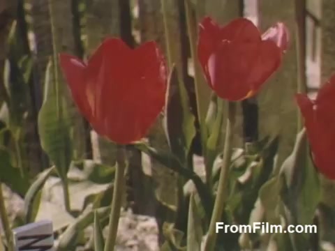 This 16mm still from 'The Tulip Film' showcases vibrant red tulips against a lush green backdrop. The footage captures the beauty of post-war Holland, Michigan, prior to the establishment of the famous Tulip Time Festival. Shot in stunning Kodachrome, it highlights the charm and allure of flowers during that era, making it a must-see for flower enthusiasts.