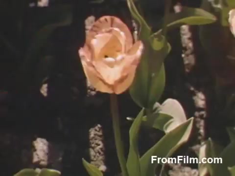 The 16mm still from 'The Tulip Film' captures a vibrant tulip in full bloom, showcasing the delicate petals and lush green leaves against a textured backdrop. This post-war Kodachrome footage, dating from 1948-1950, offers a beautiful glimpse of Holland, Michigan, before the Tulip Time Festival began, making it a charming piece for flower enthusiasts and history buffs alike.