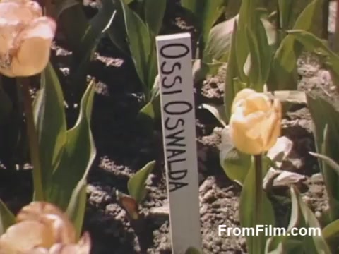 The still from 'The Tulip Film' showcases vibrant post-war Kodachrome footage featuring tulips in Holland, Michigan, shortly before the Tulip Time Festival. The image prominently displays a yellow tulip labeled 'Ossi Oswalda,' surrounded by lush green foliage, illustrating the area's floral beauty and horticultural enthusiasm during the late 1940s. This captivating scene captures the essence of the region's future celebration of tulips.