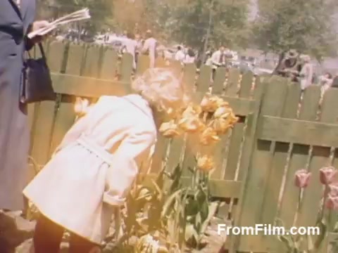 The still from 'The Tulip Film' captures a vibrant scene from Holland, Michigan, showcasing fresh post-war Kodachrome footage. A young girl in a light coat leans in close to admire blooming tulips near a wooden fence, surrounded by greenery and other festival-goers in the background. This charming moment predates the Tulip Time Festival, reflecting the budding appreciation for flowers and community spirit in the area.
