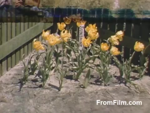 The still captures a vibrant scene of blooming yellow tulips in a garden, surrounded by a wooden fence. The colors are rich and vivid, characteristic of post-war Kodachrome film. This moment reflects the beauty of tulip cultivation in Holland, Michigan, before the Tulip Time Festival officially began. The scene evokes a sense of nostalgia and celebrates the splendor of flowers in the early days of the community's floral heritage.