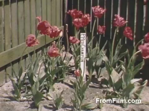 The still captures vibrant Kodachrome footage of blooming red tulips in a garden, identified by a sign reading 'Pride Champion.' The setting features a wooden fence in the background, emphasizing the charm of home gardening. This pre-festival snapshot from Holland, Michigan, showcases the beauty of flowers shortly after World War II, reflecting the post-war enthusiasm for garden aesthetics. Perfect for floral enthusiasts!