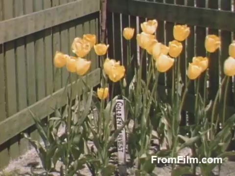 This 16mm still captures vibrant yellow tulips blooming in a garden, highlighting post-war Kodachrome's rich colors. A sign labeled 'Golden Guest' stands among the flowers, indicating their variety. The scene is framed by a wooden fence, suggesting a quaint, well-tended garden. This footage, from Holland, Michigan, offers a nostalgic glimpse into the beauty of flowers before the establishment of the famous Tulip Time Festival.