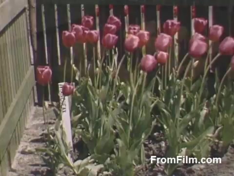 The still from 'The Tulip Film' showcases vibrant post-war Kodachrome footage featuring clusters of pink tulips in full bloom, surrounded by lush green leaves. The flowers are marked with labels, indicating a sense of care and cultivation. This footage captures the serene aesthetics of Holland, Michigan, prior to the renowned Tulip Time Festival, highlighting the natural beauty of tulips during that era. The composition reflects a nostalgic, idyllic atmosphere typical of home movies from 1948-1950.