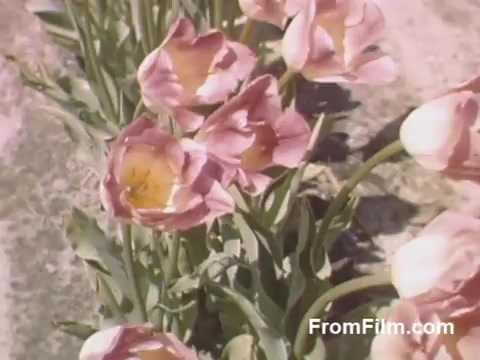 This 16mm still from 'The Tulip Film' showcases vibrant, post-war Kodachrome footage of tulips in bloom, specifically highlighting the delicate pink flowers with sunny yellow interiors. Captured in Holland, Michigan, prior to the establishment of the Tulip Time Festival, the scene offers a charming glimpse into the area's floral beauty and the early celebration of tulip culture. Perfect for flower enthusiasts!