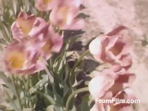 The still captures vibrant tulips in bloom, showcasing the beauty of post-war Kodachrome film. Shot in Holland, Michigan, the footage highlights a serene landscape filled with delicate pink and yellow flowers, set against a natural backdrop. This scene precedes the city's famous Tulip Time Festival, offering a nostalgic glimpse into the area's floral heritage during the late 1940s. Perfect for flower enthusiasts, it encapsulates the charm of springtime in a bygone era.