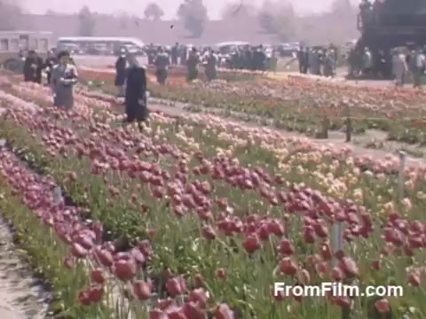 This 16mm still from 'The Tulip Film' captures a vibrant scene of a tulip field in Holland, Michigan, during the late 1940s. The film showcases a beautiful array of blooming tulips in various colors, with visitors strolling through the flower beds. The post-war Kodachrome footage highlights the charm and innocence of the era, predating the famous Tulip Time Festival. The setting is lively, with classic cars and groups of people enjoying the springtime bloom. A delightful glimpse into a floral celebration of the past!