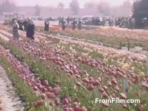 The still from 'The Tulip Film' showcases vibrant post-war Kodachrome footage of a tulip field in Holland, Michigan, prior to the establishment of the Tulip Time Festival. The scene is alive with a variety of colorful tulips and groups of people leisurely enjoying the blossoms, highlighting the beauty and charm of the floral landscape during that era.