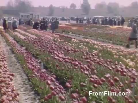 This still captures a vibrant scene of blooming tulips in a field, showcasing a stunning variety of colors. Visitors stroll amongst the flowers, enjoying the beauty of the landscape, while classic cars can be seen parked in the background. The footage, shot in post-war Kodachrome, emphasizes the bright hues and serene atmosphere of Holland, Michigan, prior to the establishment of the Tulip Time Festival. It's a nostalgic glimpse into a floral celebration.