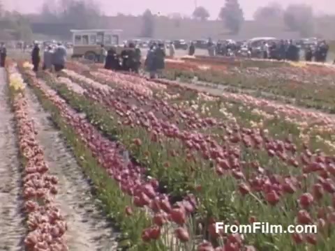 This 16mm still from 'The Tulip Film' captures a vibrant scene of tulip fields in Holland, Michigan, prior to the establishment of the Tulip Time Festival. The stunning post-war Kodachrome footage showcases a colorful array of tulips in full bloom, surrounded by groups of visitors enjoying the picturesque landscape. The soft pastel colors and cheerful atmosphere reflect the beauty and charm of the era.