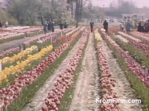 The still captures a vibrant scene of tulip fields in Holland, Michigan, showcasing a dazzling array of colors from blooming flowers. The footage, likely from the late 1940s, features visitors strolling along the rows of tulips, highlighting the area's natural beauty before the official Tulip Time Festival began. The use of post-war Kodachrome film enhances the vividness, making the flowers and surroundings appear especially lively and inviting.