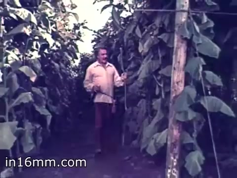 The still from the El Producto Cigars commercial titled 'Father Nature,' dating from the 1960s, features a man standing amidst tall tobacco plants in a lush field. He appears friendly and approachable, likely embodying the persona of 'Father Nature.' The lighting is bright, suggesting a sunny day, and the vibrant green foliage emphasizes the natural setting, reinforcing the connection between the cigar brand and its agricultural roots.