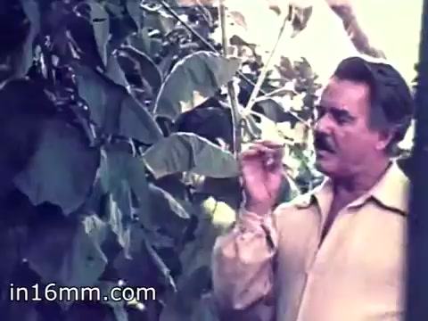 The still features a man in a light-colored shirt standing amidst lush greenery, likely tobacco plants, indicative of the natural setting associated with cigar production. He appears to be engaged in conversation, potentially highlighting the craftsmanship or quality of El Producto Cigars. The visual style reflects the 1960s aesthetic, emphasizing a connection to nature and authenticity.