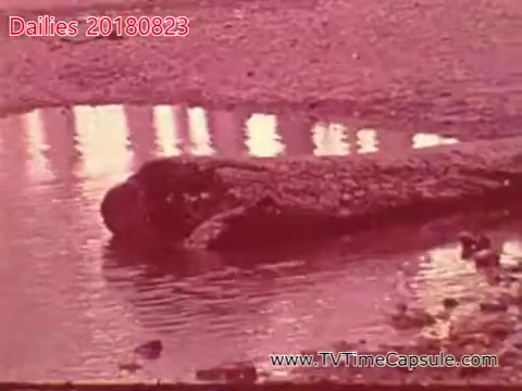 The still from 'dailies 20180823-scott-towels-etc' features a muted color palette, likely with a pinkish hue. The image depicts an animal in a shallow body of water, possibly resting or observing its surroundings. The environment appears natural, with reflections on the water's surface, suggesting a tranquil setting. The focus is primarily on the animal, which seems serene in its habitat.