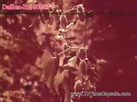 The still features a close-up of leaves and possibly fruit or seed pods, illuminated with a warm, reddish tint. The focus is on the intricate details of the foliage, creating a serene and organic atmosphere typical of nature documentation.