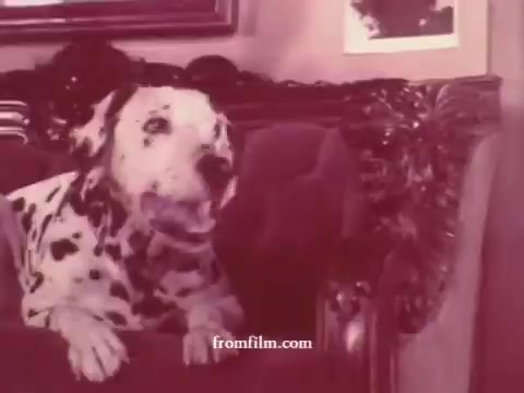 The still features a dalmatian dog sitting on an ornate couch, likely from a vintage advertisement. The image carries a soft, faded quality typical of 16mm film, enhancing its nostalgic feel. The dog appears animated, possibly barking or participating in a humorous scene related to dog food. The setting suggests a domestic environment, emphasizing the bond between pets and their owners.