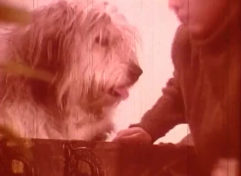The still from 'Erik Satie and the King of the Beans - Part I' features a shaggy dog and a young individual interacting. The composition is framed closely, focusing on the dog's expressive face and the person's upper body. The color palette is warm, with a reddish tint, contributing to a whimsical, nostalgic atmosphere reflective of the film's educational narrative. The surrounding elements suggest a playful or imaginative context.