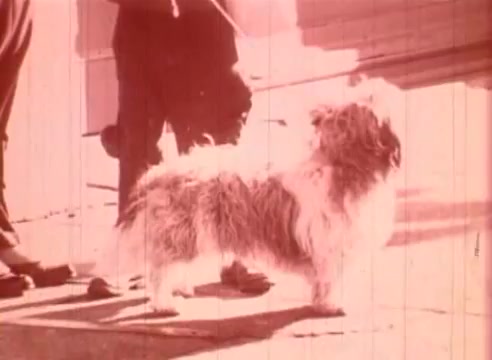 The still captures a small, shaggy dog standing on a sidewalk, likely in a playful or curious pose. Its fur appears unkempt, and it is shown in front of two figures whose details are blurred. The scene has a washed-out, vintage aesthetic typical of 16mm film, conveying a warm, nostalgic feeling. The context of an educational film suggests this shot may illustrate themes related to companionship or curiosity, typical of Erik Satie's artistic exploration.