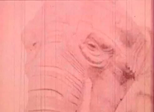 The still depicts a close-up of an elephant's head, emphasizing its textured skin and expressive eye. The image has a pinkish tint, characteristic of early film processing, with visible lines suggesting a vintage or archival quality. This scene likely connects to the whimsical and imaginative themes of the educational film, 'Erik Satie and the King of the Beans - Part I.'