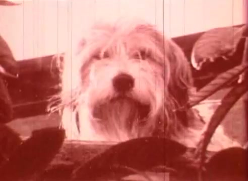 The still from 'Erik Satie and the King of the Beans - Part I' features a fluffy dog with a scruffy appearance, peering through foliage. The image has a soft, sepia-toned quality typical of early 16mm film, contributing to a whimsical and nostalgic atmosphere. The dog's curious expression adds an element of charm to the educational context of the film.