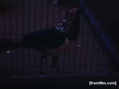 The still from 'Home Movies: Rochester/Niagara Falls 1948-1950' features a bird in a cage, set against a dimly lit background. The scene captures the essence of a bygone era, showcasing everyday life and the simple moments of observation in wildlife. The color tones evoke a nostalgic feeling characteristic of home movies from that time period.