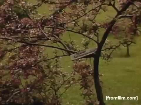 The still captures a vibrant, natural scene from 'Home Movies: Rochester/Niagara Falls 1948-1950,' showcasing a blossoming tree in a lush green setting. A sign on the tree provides context, suggesting it may be labeled for identification or informational purposes. The imagery reflects a nostalgic and pastoral essence typical of home movie footage from that era.