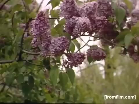The still features vibrant lilac flowers in full bloom, captured in a nostalgic 16mm film style. The soft focus and natural lighting evoke a serene, leisurely moment, likely reflecting the beauty of the Rochester/Niagara Falls area during the late 1940s. The rich colors of the flowers against the backdrop of greenery suggest a peaceful spring or early summer day.