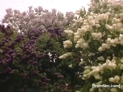 The still captures a vibrant scene from 'Home Movies: Rochester/Niagara Falls 1948-1950', showcasing lush trees in full bloom. The foreground features clusters of purple and white flowers, hinting at springtime beauty and the natural landscapes of the Rochester and Niagara Falls regions during that era. The colors and serene setting evoke a sense of nostalgia and tranquility.